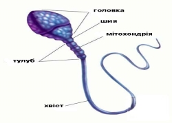 C:\Documents and Settings\zhenya\Рабочий стол\Біологія малюнки\Рис 57-06 сперматозоид.jpg